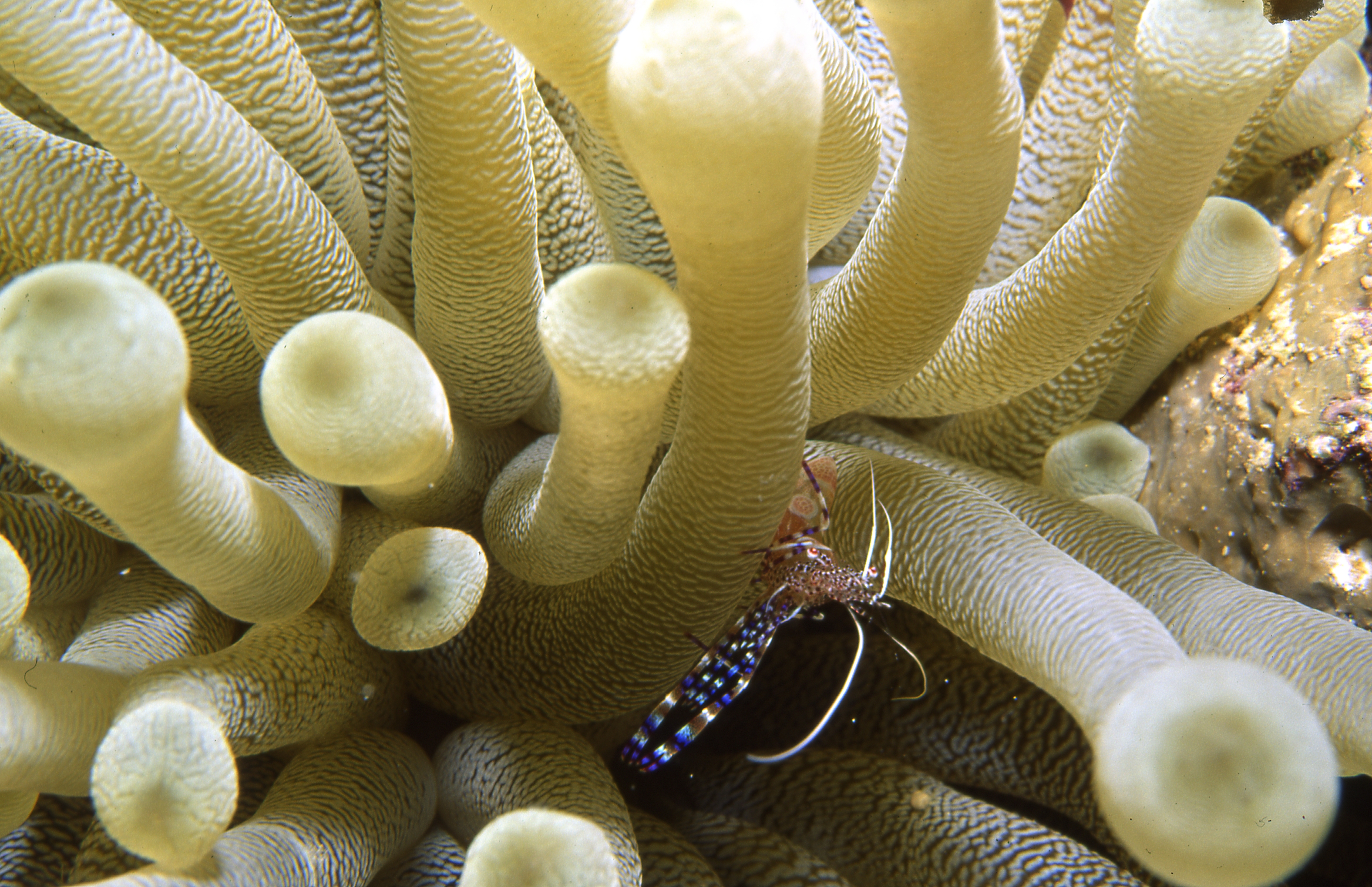 Bonaire 94   Anemone And Tiny Shrimp